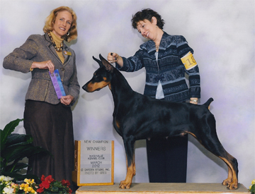 ADAMAS Dobermans Rainbow Bridge